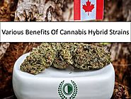 Various Benefits of Cannabis Hybrid Strains