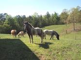 Peaceful Acres Farm