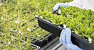 Australian Horticulture Research Through LED Lighting Solutions