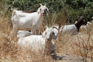 Goats are latest attraction at San Francisco airport - Overhead Bin