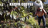 Coffee in Kenya: History, Facts & Brands to Buy | Coffee Do It!