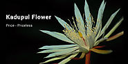 8 Most Expensive Flowers