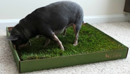 Best Large Indoor Dog Potty Litter Box with Real Grass Reviews