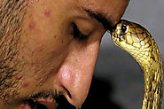 This Man Puts Even The Deadliest Of Snakes To Sleep With His Charm - Viralbake