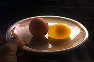 This Scientist Gave Birth To A Chicken From A Broken Egg - Viralbake