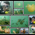 Konkan Tour (Scuba Diving and Snorkeling) with Trek Mates India on 29th March to 31st March ,2014