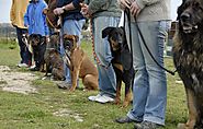 Tips for Finding the Best Provider of Dog Training in Leesburg, VA | VHAN