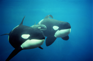 When Killer Whales Kill: Why the movie "Blackfish" Should Sink Captive Whale Programs