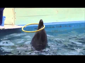 Illusions Of Captivity: The Unseen Dolphin Show [Not Graphic]
