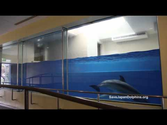 Small Dolphin Tank "The Fish Bowl" at Taiji Whale Musuem