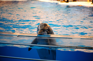 Germany's Largest Tour Operator Drops Dolphin Shows From Itinerary