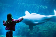 Vancouver Aquarium bucks national trend by keeping whales and dolphins