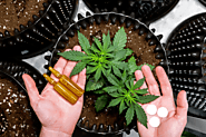 Difference between CBD Oil and CBD Pills
