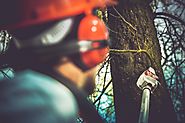 Tree Removal Melbourne offers the ultimate solution