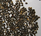 Chia seeds: Are they good for you?