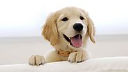 How do you choose your doggy day care?