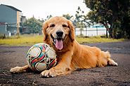 What Do You Need To Know About A Dog Boarding Kennel?: brittanywolfenj