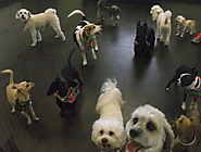 Things Your Pup Can Experience While Spending The Day At Doggie Daycare