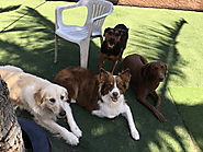 Some Important Questions To Ask A Dog Boarding Facility