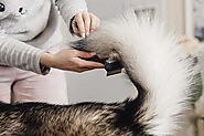 Top Pet Hair Removal Service in Marywood Meadows