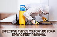 Effective Things You Can Do for a Spring Pest Removal