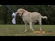 Tether Tug Large Dog Demo