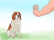 Teaching Your Dog to Stay on Cue