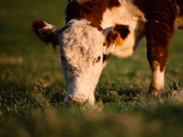 How To Make Sure Your Grass-Fed Beef Is In Fact Grass-Fed | Healthy Eating