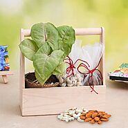 Buy or Order Healthy Basket with Syngonium and Dry Fruits Online - OyeGifts.com