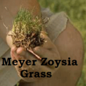 Meyer Zoysia Grass | The Original On Sale