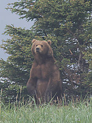 Bear Viewing Alaska by Alaskan Gamefisher