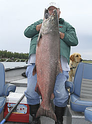 Salmon Fishing in Alaska by Alaskan Gamefisher