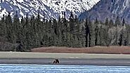 Alaska Bear Viewing Report - 12th May 2022 - Alaskan Gamefisher
