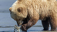 Alaska Bear Viewing Report - 1st June 2022 - Alaskan Gamefisher