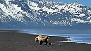Alaska Bear Viewing Report - 2nd June 2022 - Alaskan Gamefisher