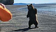 Alaska Bear Viewing Report - 3rd June 2022 - Alaskan Gamefisher