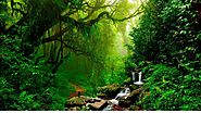 Meditation Music : Deep Forest nature sound (Pure Relaxation)