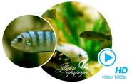 Russian website for various relaxing environment