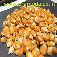 Yellow corn Exporter, Supplier, Manufacturer in India