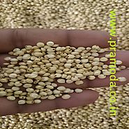 Sorghum seed Exporter, Supplier, Manufacturer in India