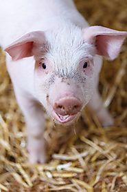Enzymes in Pig Feed | Enzymes in Pig Nutrition