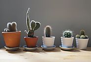 Kaktus love <3