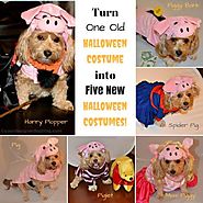 $$ saving #Halloween costume ideas for your #dog! | Halloween Pets | Pinterest | Dog