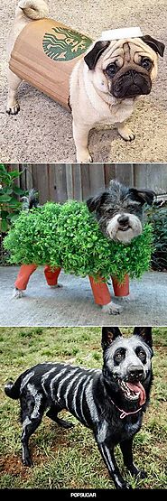 15 of the Best DIY Halloween Dog Costumes Out There | Pinterest | DIY Halloween, Costumes and Dog
