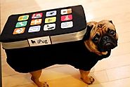25 Crazy Pet Costumes That Put Yours to Shame | Pinterest | Pet costumes, Costumes and Dog