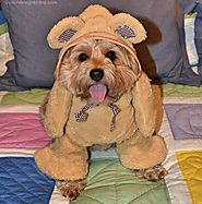 Teddy Bear - YourDesignerDog | Halloween Pets | Pinterest | Teddy bear