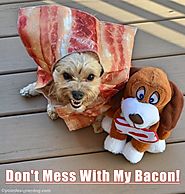 Bacon - YourDesignerDog | Halloween Pets | Pinterest