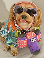 Tacky Tourist - Halloween Costumes for Dogs - YourDesignerDog | Halloween Pets | Pinterest | Dog