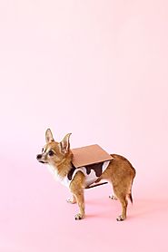 DIY S'mores Dog Costume | Pinterest | Costumes, Dog and Halloween costumes