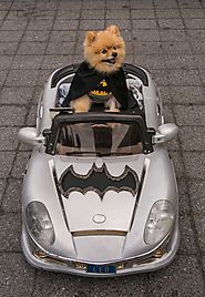 Batman | Pinterest | Batman dog costume, Batman and Dog